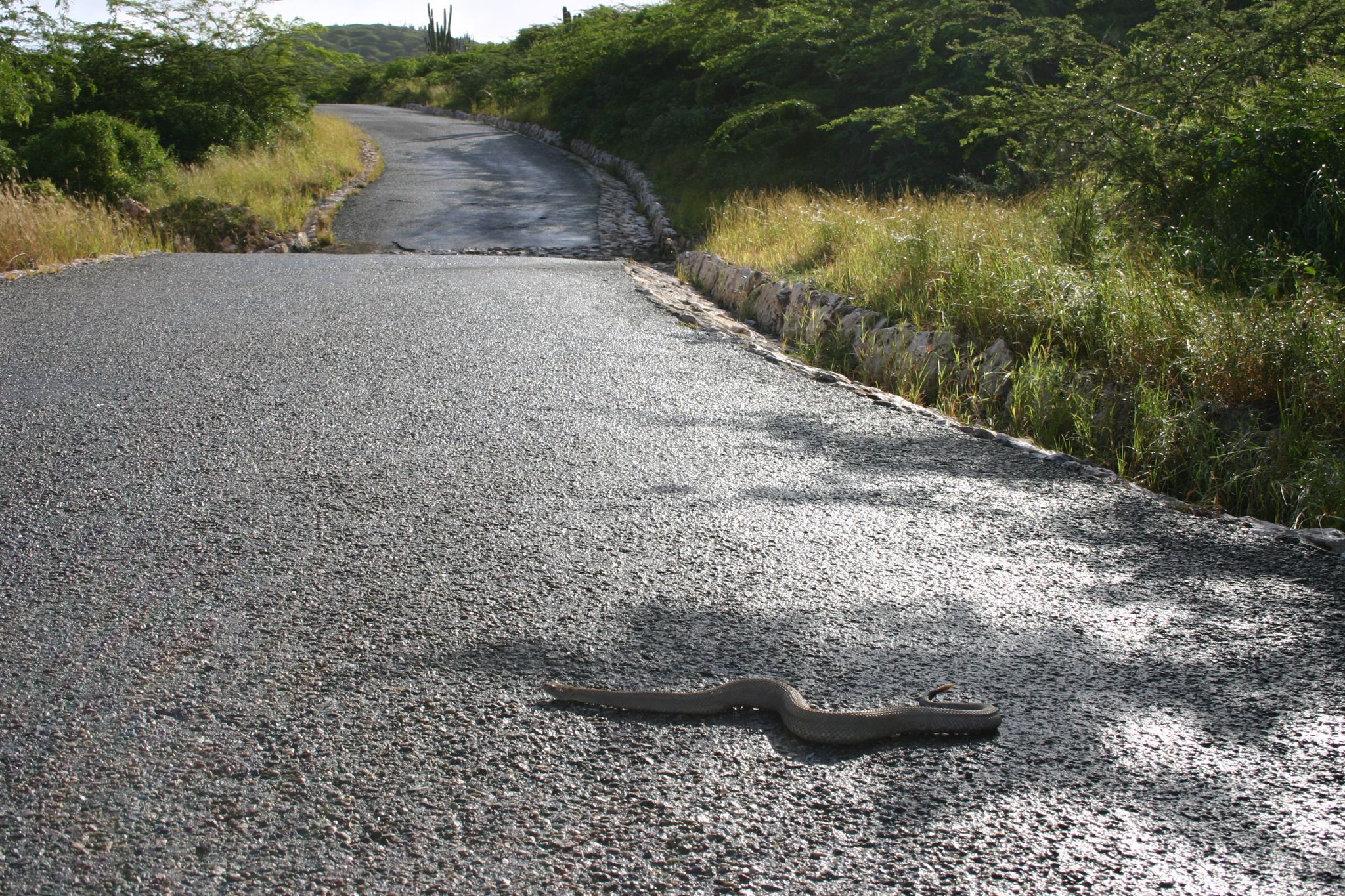 Rattlersnake on road